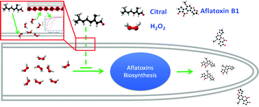 Graphical abstract: Transient transmembrane secretion of H2O2: a mechanism for the citral-caused inhibition of aflatoxin production from Aspergillus flavus