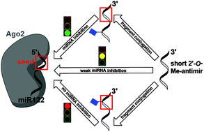 Graphical abstract: Site-specific conjugation of drug-like fragments to an antimiR scaffold as a strategy to target miRNAs inside RISC