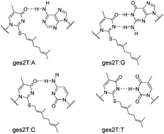 Graphical abstract: Synthesis and base pairing studies of geranylated 2-thiothymidine, a natural variant of thymidine