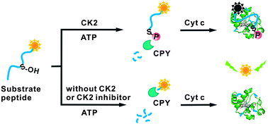 Graphical abstract: Phosphorylation-induced formation of a cytochrome c-peptide complex: a novel fluorescent sensing platform for protein kinase assay