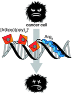 Graphical abstract: High-affinity sequence-selective DNA binding by iridium(iii) polypyridyl organometallopeptides