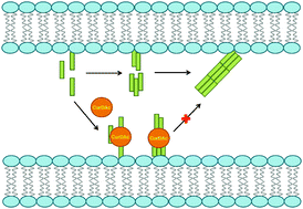 Graphical abstract: Influence of a curcumin derivative on hIAPP aggregation in the absence and presence of lipid membranes