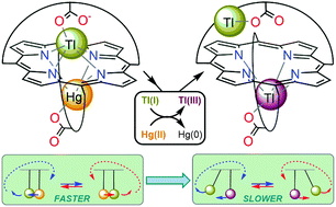 Graphical abstract: Spontaneous Tl(i)-to-Tl(iii) oxidation in dynamic heterobimetallic Hg(ii)/Tl(i) porphyrin complexes