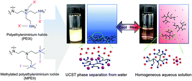 Graphical abstract: Upper critical solution temperature (UCST) phase transition of halide salts of branched polyethylenimine and methylated branched polyethylenimine in aqueous solutions