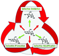 Graphical abstract: Regioselective modification of unprotected glycosides