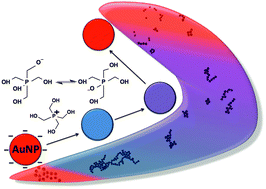 Graphical abstract: Spontaneous self-assembly and disassembly of colloidal gold nanoparticles induced by tetrakis(hydroxymethyl) phosphonium chloride