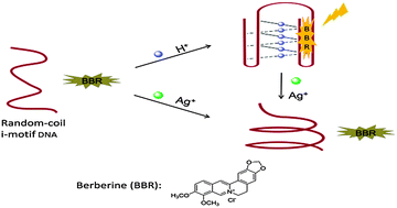 Graphical abstract: Berberine as a novel light-up i-motif fluorescence ligand and its application in designing molecular logic systems
