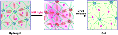 Graphical abstract: Near infrared light-responsive and injectable supramolecular hydrogels for on-demand drug delivery