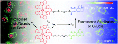 Graphical abstract: A singlet oxygen photosensitizer enables photoluminescent monitoring of singlet oxygen doses