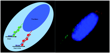 Graphical abstract: A supersandwich fluorescence in situ hybridization strategy for highly sensitive and selective mRNA imaging in tumor cells