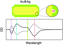 Graphical abstract: Enhancing the plasmonic circular dichroism by entrapping chiral molecules at the core–shell interface of rod-shaped Au@Ag nanocrystals