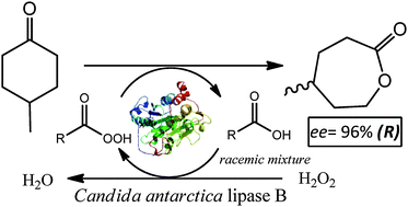 Graphical abstract: Chemo-enzymatic Baeyer–Villiger oxidation of 4-methylcyclohexanone via kinetic resolution of racemic carboxylic acids: direct access to enantioenriched lactone