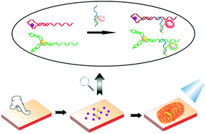 Graphical abstract: Nucleic-acid-programmed Ag-nanoclusters as a generic platform for visualization of latent fingerprints and exogenous substances