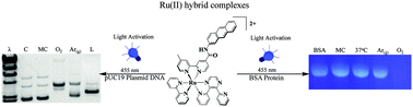 Graphical abstract: A new class of Ru(ii) polyazine agents with potential for photodynamic therapy