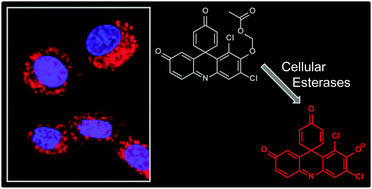 Graphical abstract: Synthesis of a far-red fluorophore and its use as an esterase probe in living cells