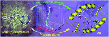 Graphical abstract: Specific self-monitoring of metal-associated amyloid-β peptide disaggregation by a fluorescent chelator