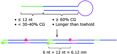 Graphical abstract: Rational design of hybridization chain reaction monomers for robust signal amplification