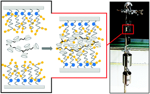Graphical abstract: Supramolecular surface adhesion mediated by azobenzene polymer brushes