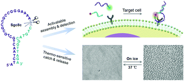 Graphical abstract: Tumor cell-specific split aptamers: target-driven and temperature-controlled self-assembly on the living cell surface