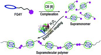 Graphical abstract: Construction of supramolecular polymer by enzyme-triggered covalent condensation of CB[8]-FGG-based supramonomer