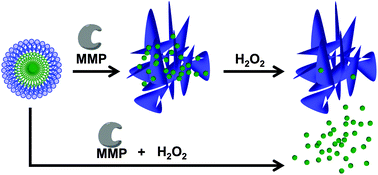 Graphical abstract: Dual-responsive nanoparticles release cargo upon exposure to matrix metalloproteinase and reactive oxygen species