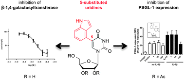 Graphical abstract: Uncharged nucleoside inhibitors of β-1,4-galactosyltransferase with activity in cells