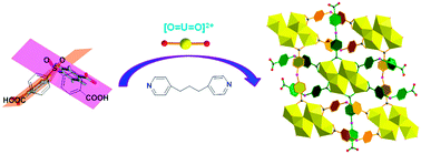 Graphical abstract: The templated synthesis of a unique type of tetra-nuclear uranyl-mediated two-fold interpenetrating uranyl–organic framework