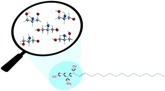 Graphical abstract: Intramolecular interactions in the polar headgroup of sphingosine: serinol