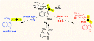 Graphical abstract: Divergent reactivity of an indole glucosinolate yields Lossen or Neber rearrangement products: the phytoalexin rapalexin A or a unique β-d-glucopyranose fused heterocycle