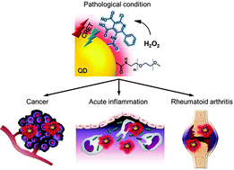 Graphical abstract: Nanoparticles based on quantum dots and a luminol derivative: implications for in vivo imaging of hydrogen peroxide by chemiluminescence resonance energy transfer