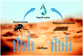 Graphical abstract: Biomimetic water-collecting materials inspired by nature