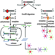 Graphical abstract: Recent advances in transcription factor assays in vitro