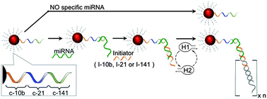 Graphical abstract: Reprogrammable multiplexed detection of circulating oncomiRs using hybridization chain reaction