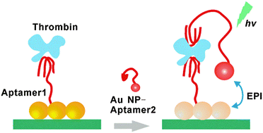 Graphical abstract: An ultrasensitive energy-transfer based photoelectrochemical protein biosensor