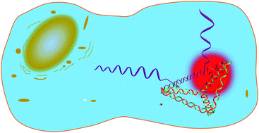 Graphical abstract: A DNA tetrahedron-based molecular beacon for tumor-related mRNA detection in living cells