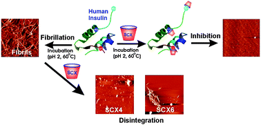 Graphical abstract: Inhibition and disintegration of insulin amyloid fibrils: a facile supramolecular strategy with p-sulfonatocalixarenes