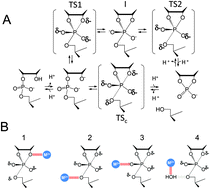 Graphical abstract: Isotope effect analyses provide evidence for an altered transition state for RNA 2′-O-transphosphorylation catalyzed by Zn2+