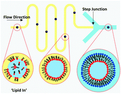Graphical abstract: Studying the effects of asymmetry on the bending rigidity of lipid membranes formed by microfluidics