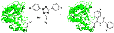 Graphical abstract: Photo-induced coupling reactions of tetrazoles with carboxylic acids in aqueous solution: application in protein labelling