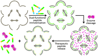 Graphical abstract: An enzyme-responsive controlled release system based on a dual-functional peptide