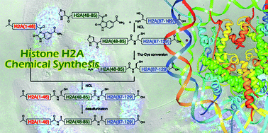 Graphical abstract: In vitro and in cell analysis of chemically synthesized histone H2A with multiple modifications