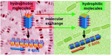 Graphical abstract: Orientation-selective alignments of nanoblocks in a and c directions of a tetragonal system through molecularly mediated manipulation