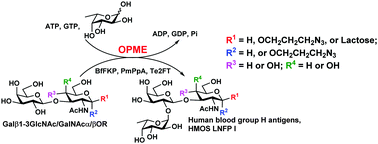 Graphical abstract: The one-pot multienzyme (OPME) synthesis of human blood group H antigens and a human milk oligosaccharide (HMOS) with highly active Thermosynechococcus elongatus α1–2-fucosyltransferase