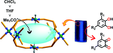 Graphical abstract: New topological 3D copper(ii) coordination networks: catechol oxidation catalysis and solvent adsorption via porous properties