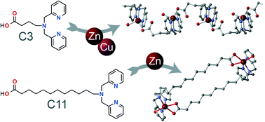Graphical abstract: Alkyl linker effects on the coordination topology of ditopic di(2-pyridylmethyl)amine carboxylate ligands with ZnII and CuII: polymers vs. macrocycles