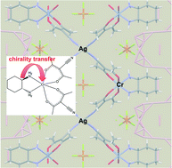 Graphical abstract: Interplay of ligand chirality and metal configuration in mononuclear complexes and in a coordination polymer of Cr(iii)