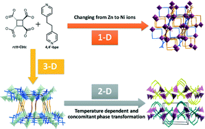 Graphical abstract: Study of temperature and ligand flexibility effects on coordination polymer formation from cyclobutanetetracarboxylic acid