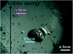 Graphical abstract: New menthol polymorphs identified by flash scanning calorimetry