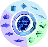 Graphical abstract: Crystal shape engineering of anatase TiO2 and its biomedical applications