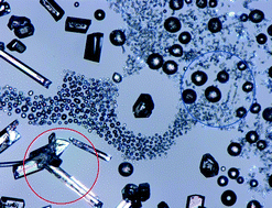 Graphical abstract: A new polymorph of metacetamol